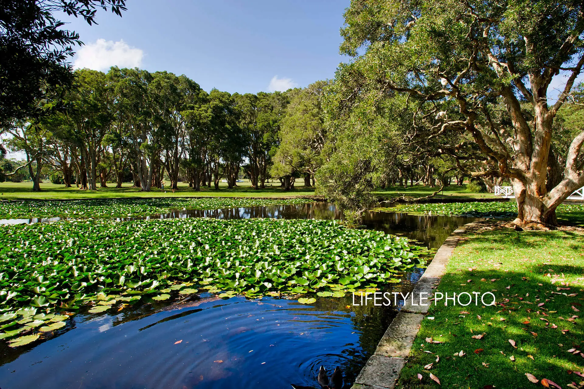 251 Avoca Street, Randwick Sold by Bradfield Badgerfox - image 1