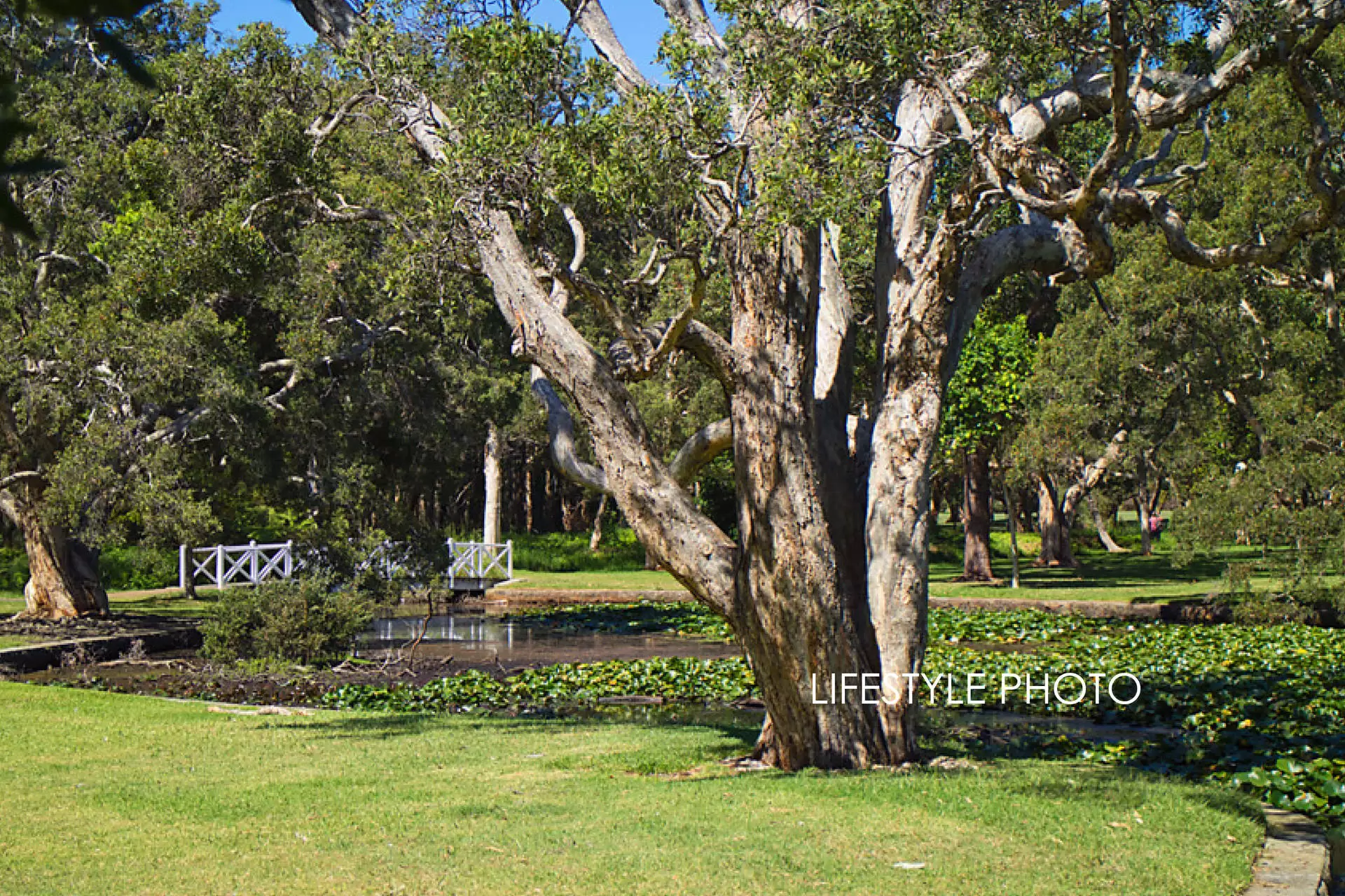 18 Roberts Avenue, Randwick Auction by Bradfield Badgerfox - image 1